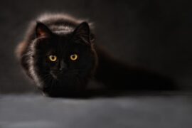 睹组词（包含“睹”字的组词和成语大全）