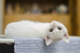 瞅组词（包含“瞅”字的组词和成语）