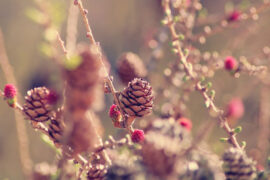 《探窗》歌词及评论赏析