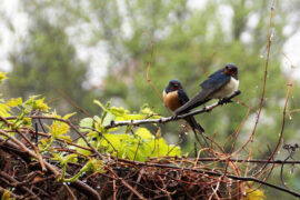 冯延巳《鹊踏枝·几日行云何处去》全文及鉴赏