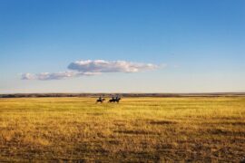 描写草原的诗句（经典古诗10首）