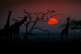 夕阳余晖的唯美诗句（精选推荐20首）