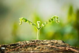 汪国真的诗歌《热爱生命》