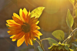 温柔的反义词有哪些？