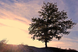 收敛的反义词有哪些？