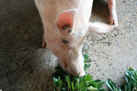 畜的多音字组词