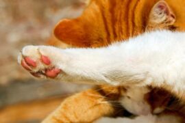 爪的多音字组词