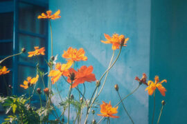 kKzk赵珂《没有你了》歌词及评论赏析