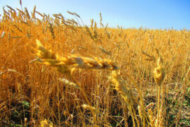 纳兰性德《四和香·麦浪翻晴风飐柳》全文及鉴赏