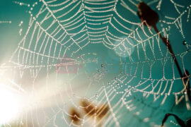 状物类佳句精选（免费分享）