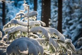 任的多音字组词