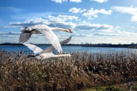 张杰《白鸽天鹅》歌词及评论赏析