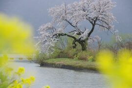 奇然、沈谧仁《琵琶行》歌词表达及评论赏析