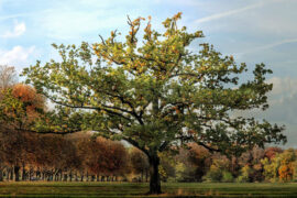 柯柯柯啊《一点归鸿》歌词及评论赏析