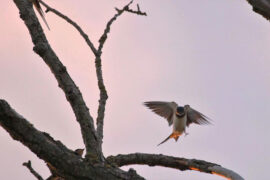 冯延巳《谒金门·风乍起》全文及鉴赏
