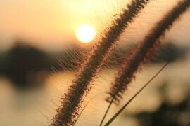 日落美景的诗句（描写夕阳的诗句）-封面图