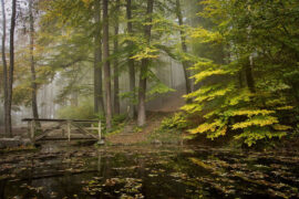 好妹妹《红豆词》（红楼梦主题曲）歌词及评论赏析