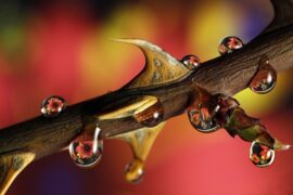 刘惜君《我听见疼痛的声音》歌词及评论赏析