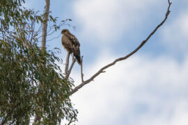 杜甫《绝句》全文及鉴赏