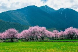 李白《春夜宴从弟桃花园序》全文及鉴赏