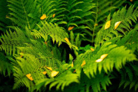 李白《访戴天山道士不遇》全文及鉴赏