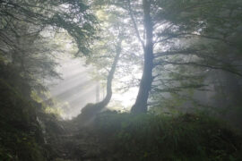 李白《经乱离后天恩流夜郎忆旧游书怀赠江夏韦太守良宰》全文及鉴赏