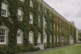 小柯《藤》歌词及评论赏析