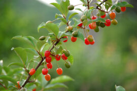 李白《上李邕》全文及鉴赏