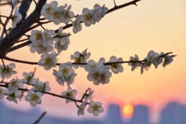 李白《与史郎中钦听黄鹤楼上吹笛》全文及鉴赏