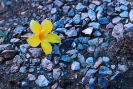 李白《长干行·其一》全文及鉴赏