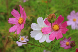 李白《长相思三首》全文及鉴赏