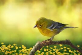 杜甫《别房太尉墓》全文及鉴赏