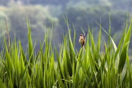 杜甫《春望》全文及鉴赏