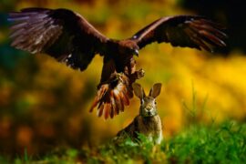 杜甫《画鹰》全文及鉴赏