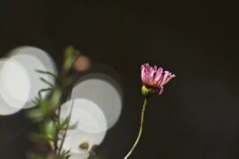 苏轼《春宵》全文及鉴赏