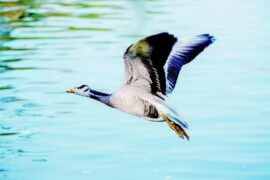 杜甫《孤雁》全文及鉴赏