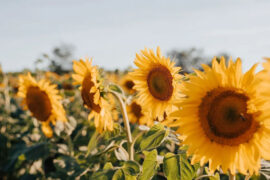 辛弃疾《踏莎行·庚戌中秋后二夕带湖篆冈小酌》全文及鉴赏