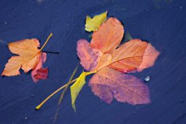 纳兰性德《台城路·白狼河北秋偏早》全文及鉴赏