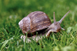 杜甫《登楼》全文及鉴赏