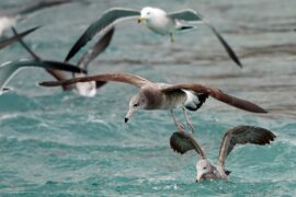 杜甫《客至》全文及鉴赏