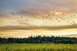 杜甫《清明二首》全文及鉴赏