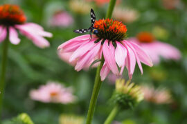 杜甫《曲江二首》全文及鉴赏