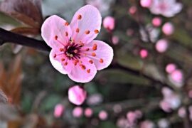 品读十首梅花古诗词，一起踏雪寻梅-配图1