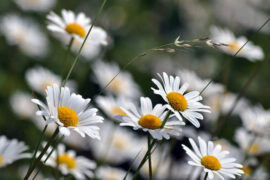 屈原《九歌·东皇太一》全文及鉴赏