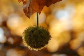 陶渊明《归园田居·其四》全文及鉴赏