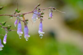 陶渊明《杂诗》全文及鉴赏