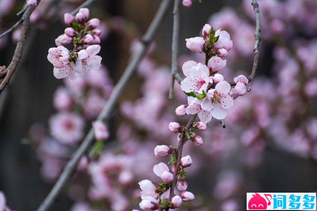 陶渊明《桃花源记》全文及鉴赏