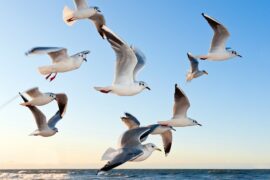 2023年春晚歌曲《百鸟归巢》歌词