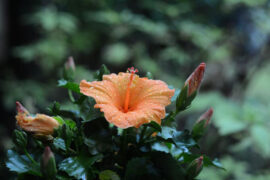 屈原《九歌·礼魂》全文及鉴赏