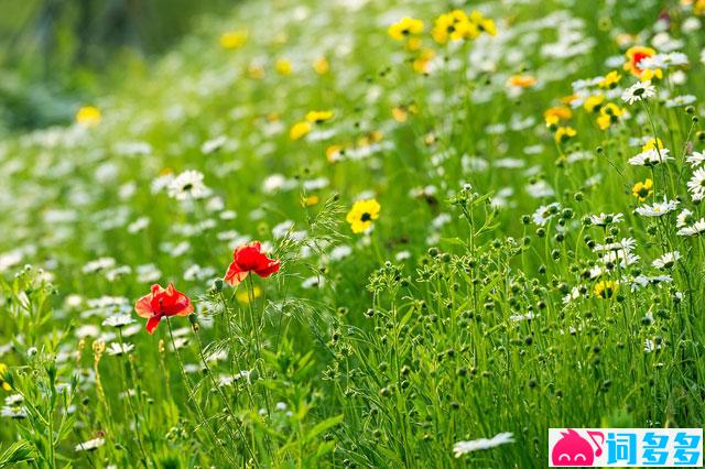 陶渊明《己酉岁九月九日》全文及鉴赏